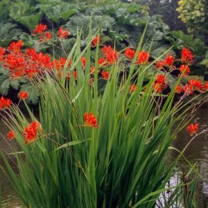 Crocosmia Lucifer Summer Flowering Bulbs Garden Perennial Montbretia Corms