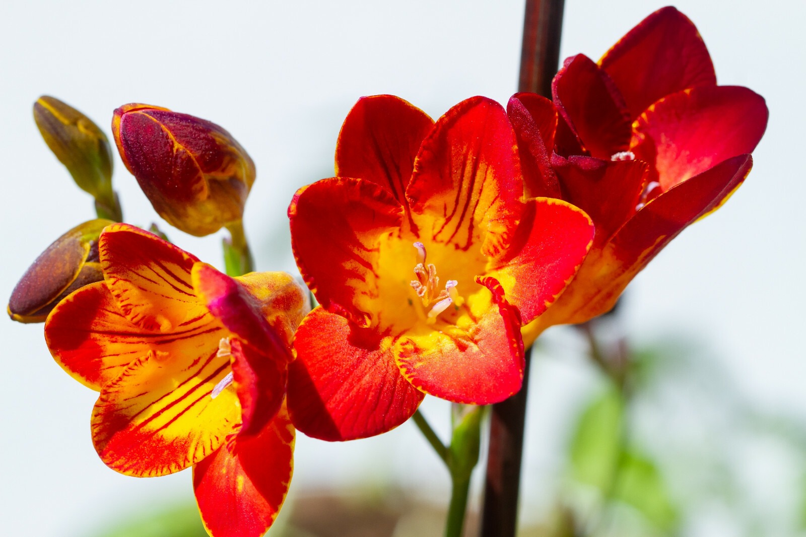 Freesia Double Red Summer Flowering Bulbs Garden Fragrant Cut Flowers Corms