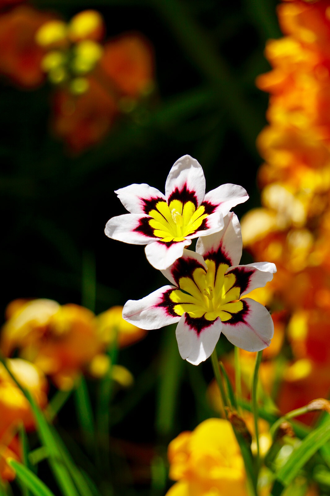 SPARAXIS Mix Flower BULBS Spring Multi Coloured Hardy Perennial Garden Plants - Image 3