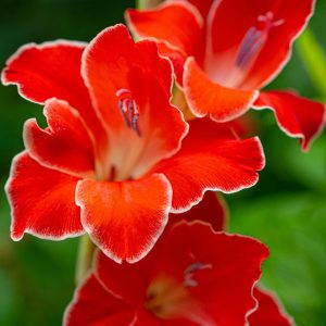 Gladioli Nanus Atom Dwarf Summer Flowering Bulbs Sword Lily Garden Corms