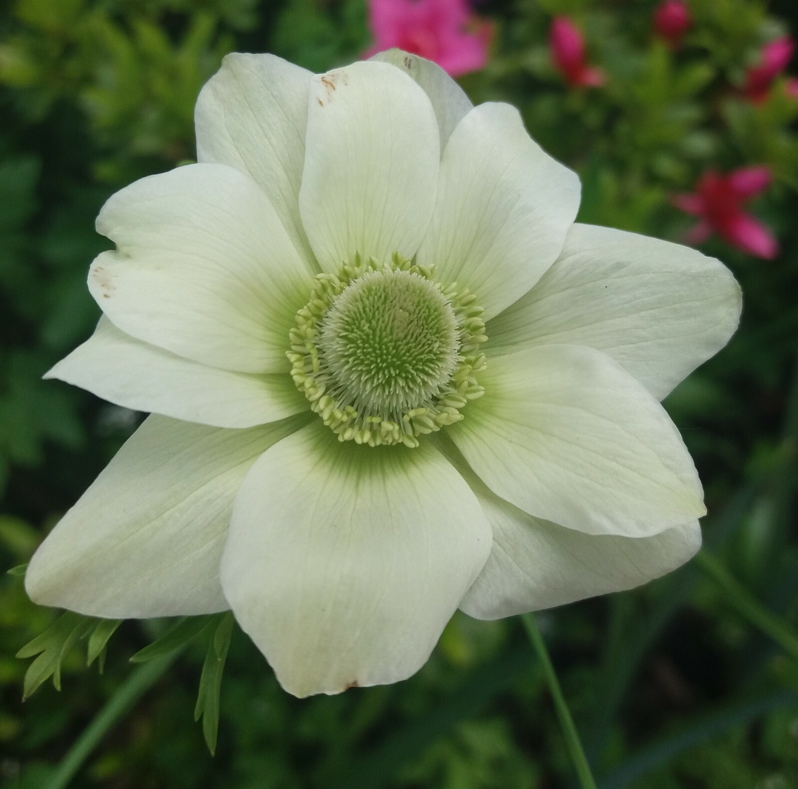 Anemone The Bride Bulbs White Coronaria Spring Summer Flowering Hardy Corms