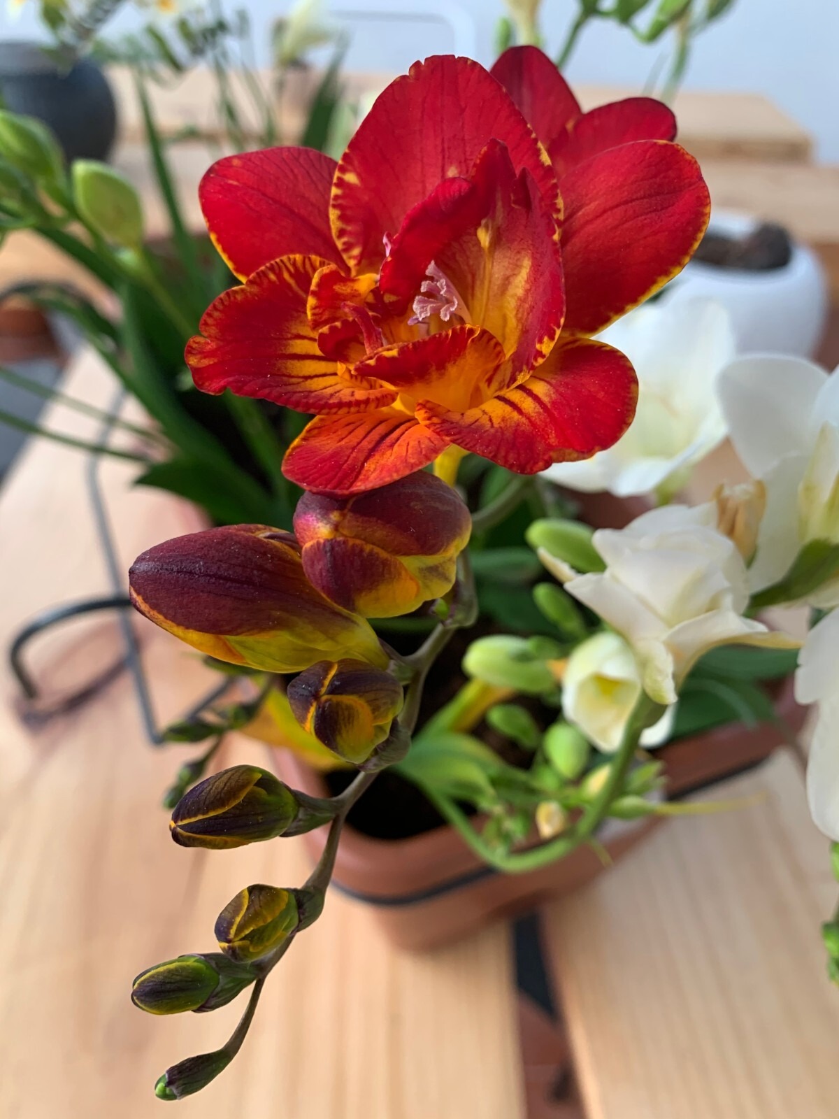 Freesia Double Red Summer Flowering Bulbs Garden Fragrant Cut Flowers Corms - Image 5