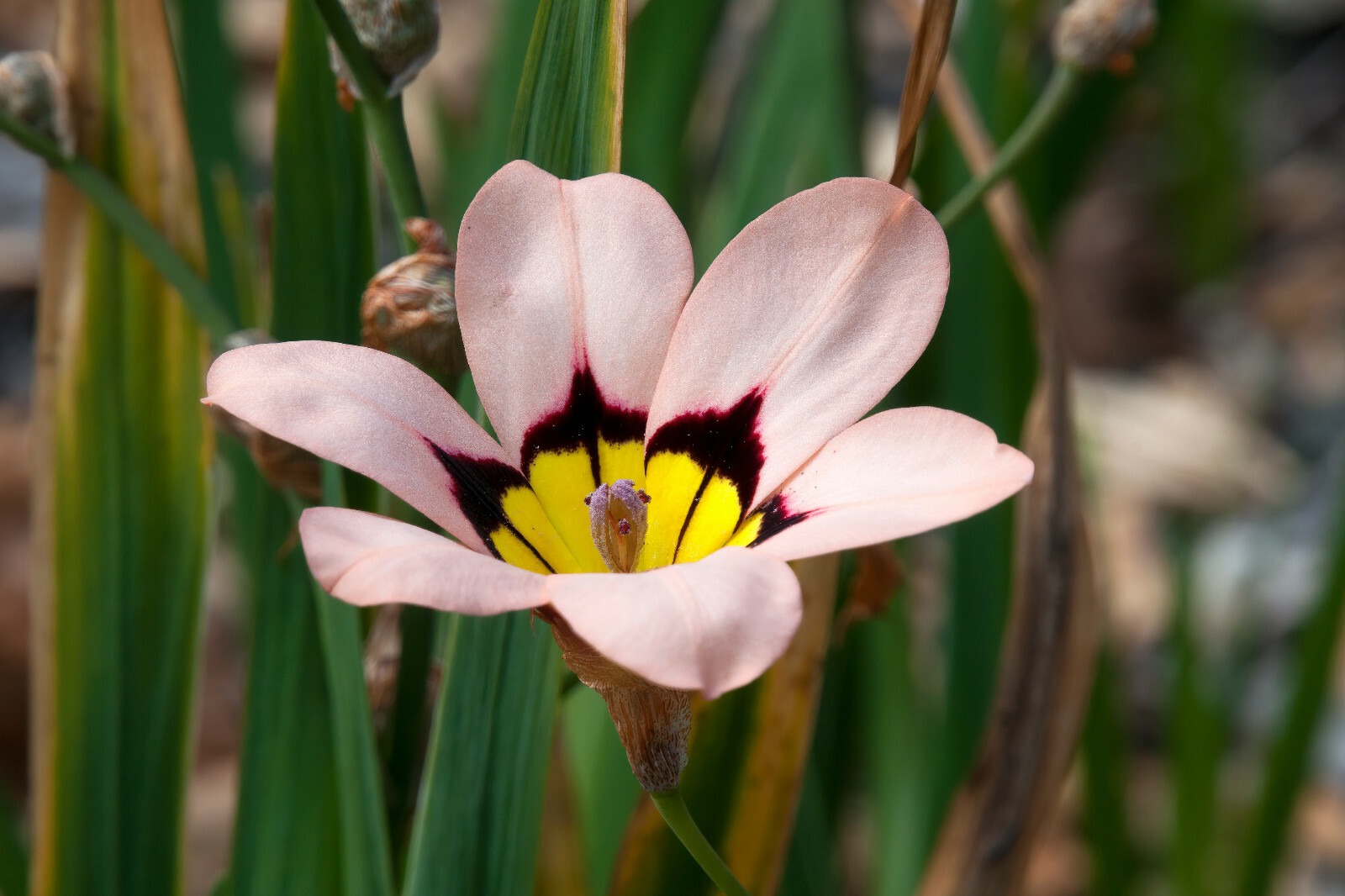 SPARAXIS Mix Flower BULBS Spring Multi Coloured Hardy Perennial Garden Plants - Image 4