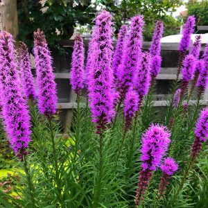Liatris Spicata Violet Blazing Stars Bulbs Gayfeather Garden Perennial Plant