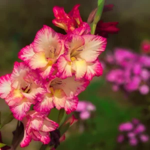 Gladioli Priscilla Summer Flowering Bulbs Tall Pink Gladiolus Garden Corms