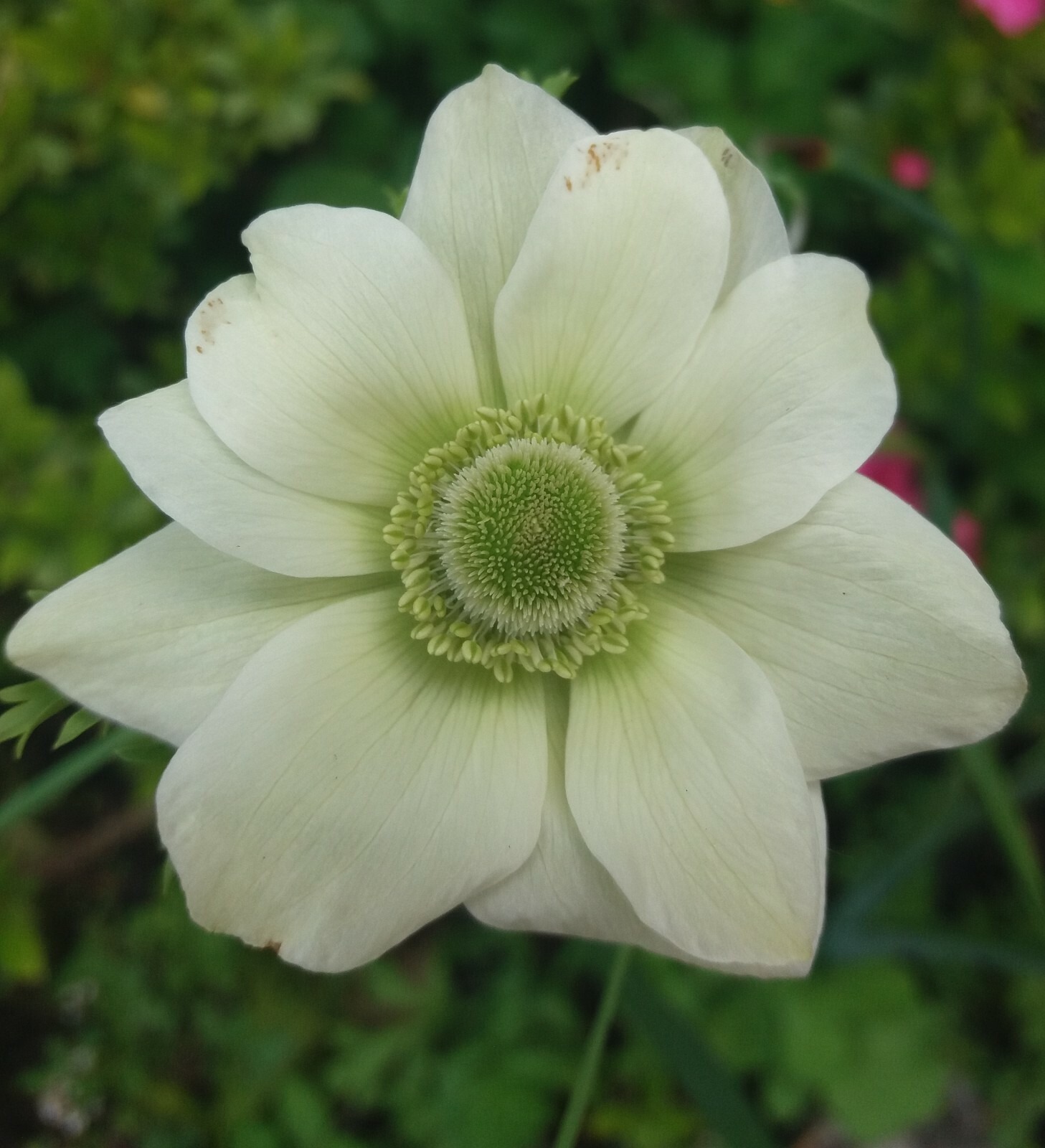Anemone The Bride Bulbs White Coronaria Spring Summer Flowering Hardy Corms - Image 3