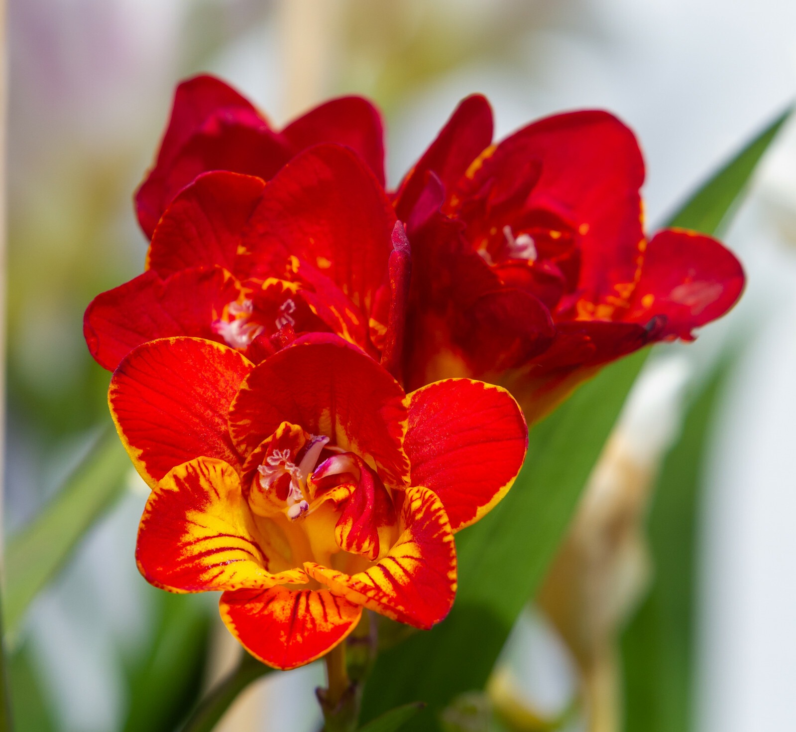 Freesia Double Red Summer Flowering Bulbs Garden Fragrant Cut Flowers Corms - Image 3