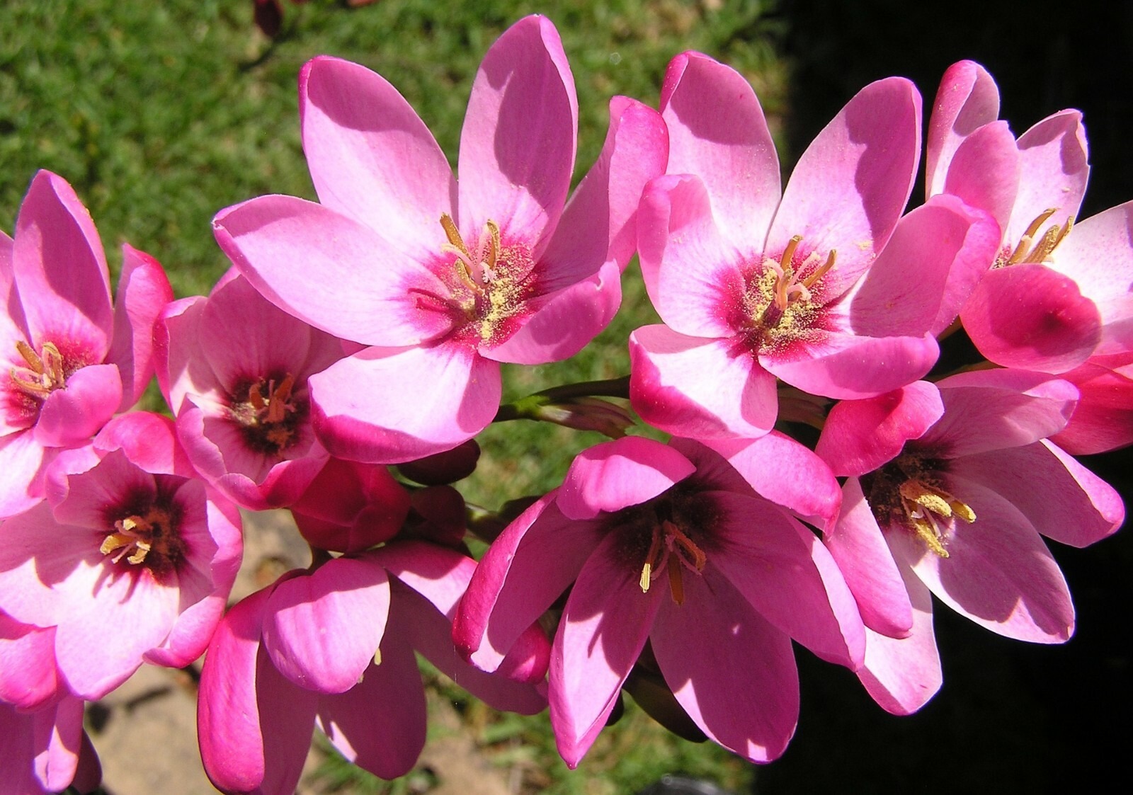 Ixia Mabel Bulbs Pink African Corn Lily Corms Summer Flowering for Planting - Image 4