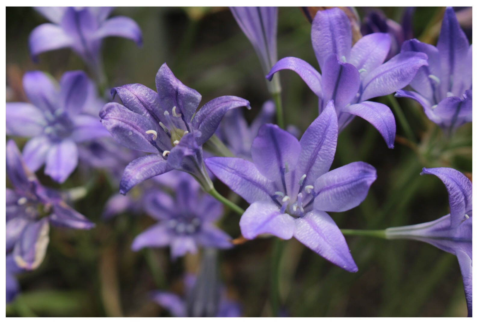 Triteleia Queen Fabiola Summer Flowering Bulbs Triplet Lily Blue Flower Corms - Image 3