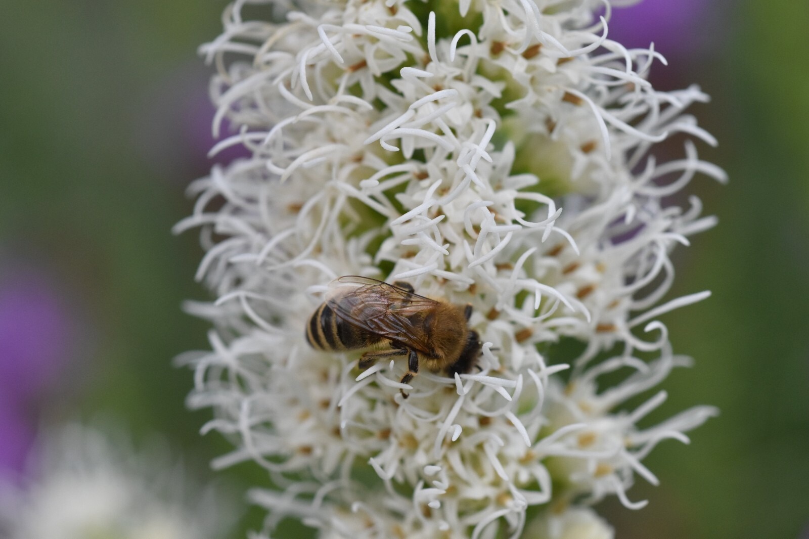 Liatris Spicata Alba Blazing Stars Bulbs Gayfeather Garden Perennial Plant - Image 7