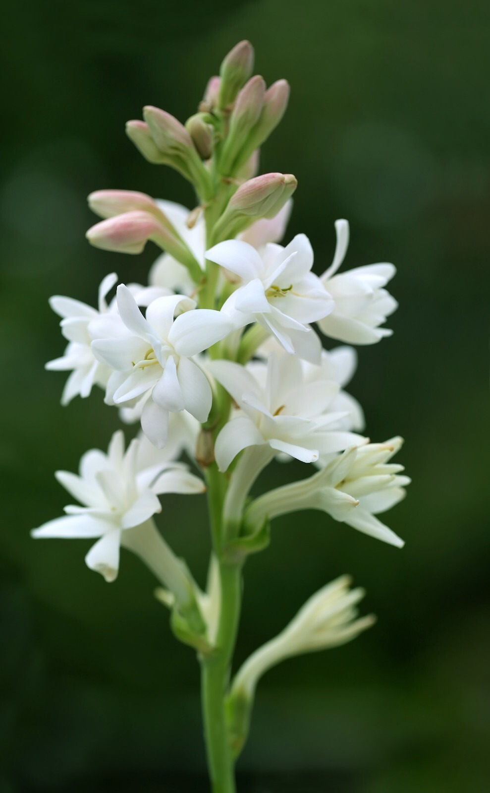 Polianthes Tuberosa The Pearl Summer Bulbs White Fragrant Blooms Double Tubers - Image 8