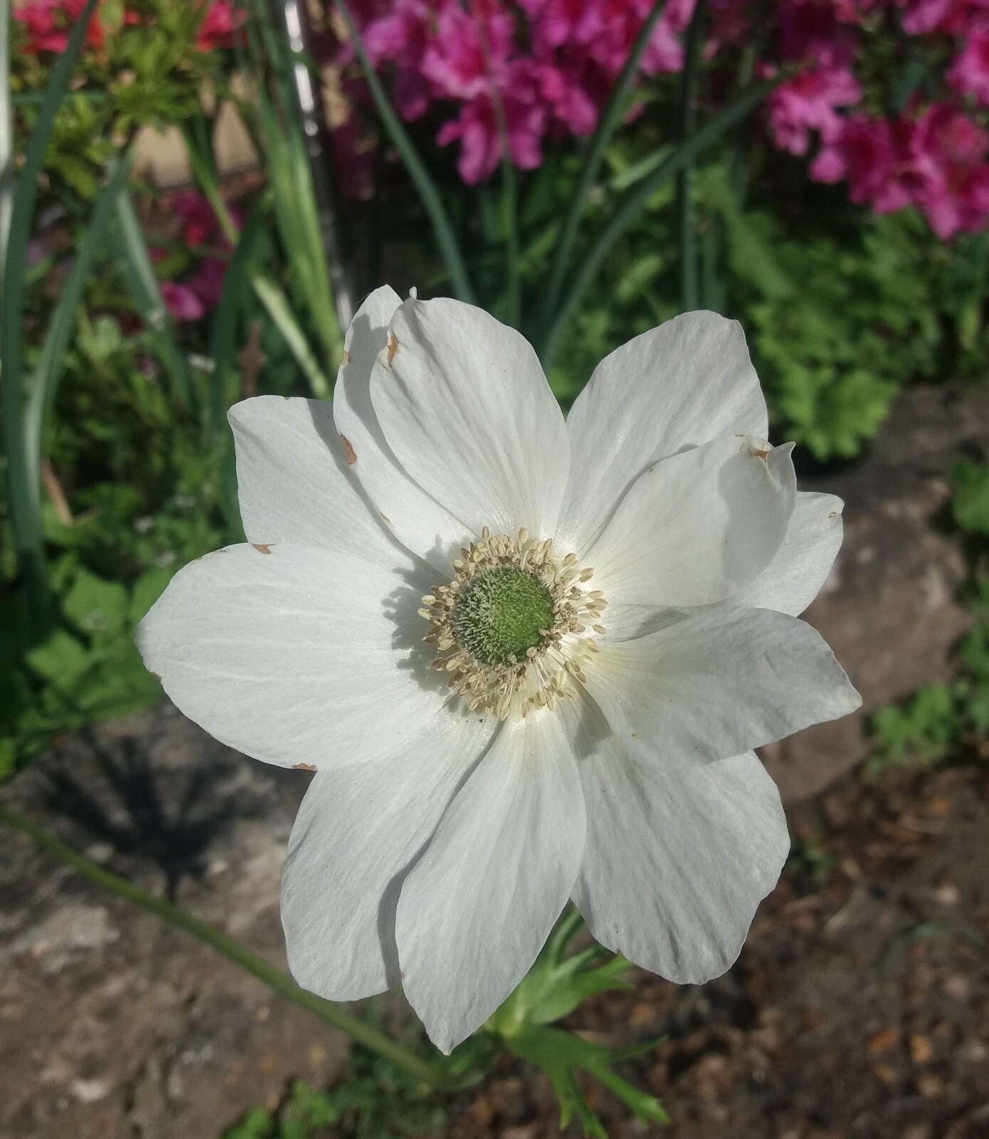 Anemone The Bride Bulbs White Coronaria Spring Summer Flowering Hardy Corms - Image 4