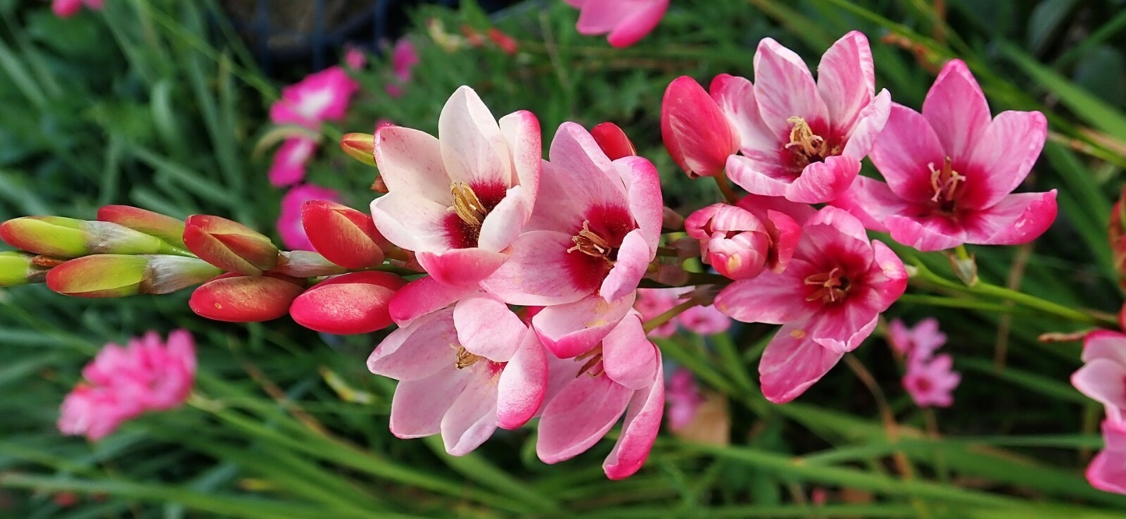 Ixia Mabel Bulbs Pink African Corn Lily Corms Summer Flowering for Planting - Image 7
