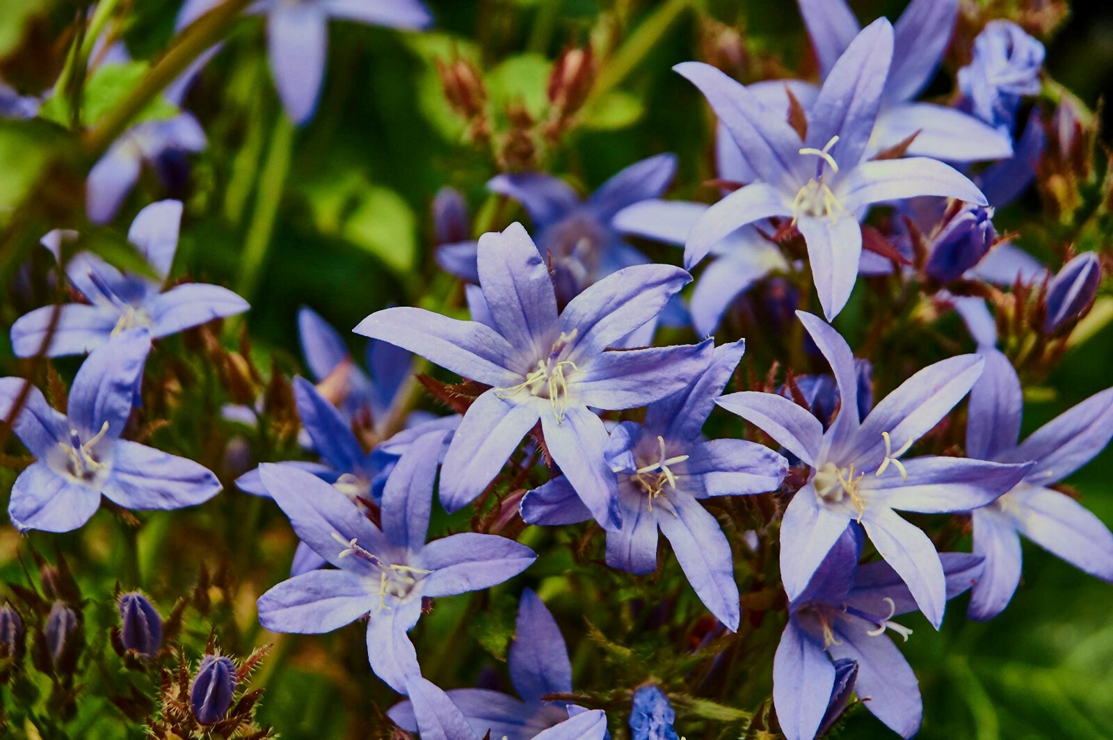 Triteleia Queen Fabiola Summer Flowering Bulbs Triplet Lily Blue Flower Corms - Image 7