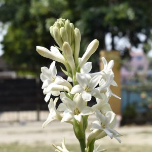 Polianthes Tuberosa The Pearl Summer Bulbs White Fragrant Blooms Double Tubers