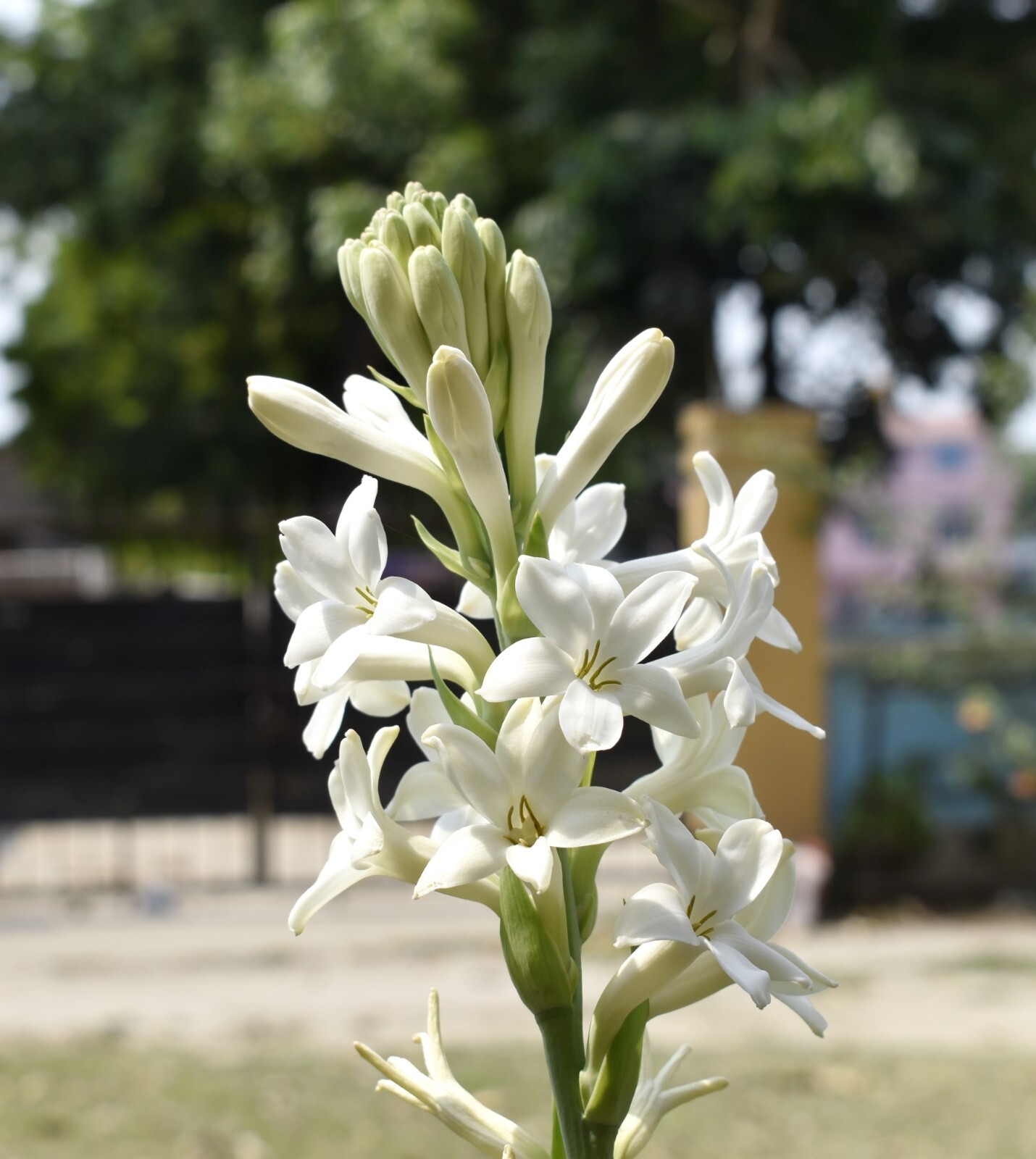 Polianthes Tuberosa The Pearl Summer Bulbs White Fragrant Blooms Double Tubers