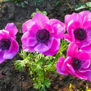 Anemone Coronaria PINK Bulbs Spring Flowering Garden Hardy Perennial SYLPHIDE