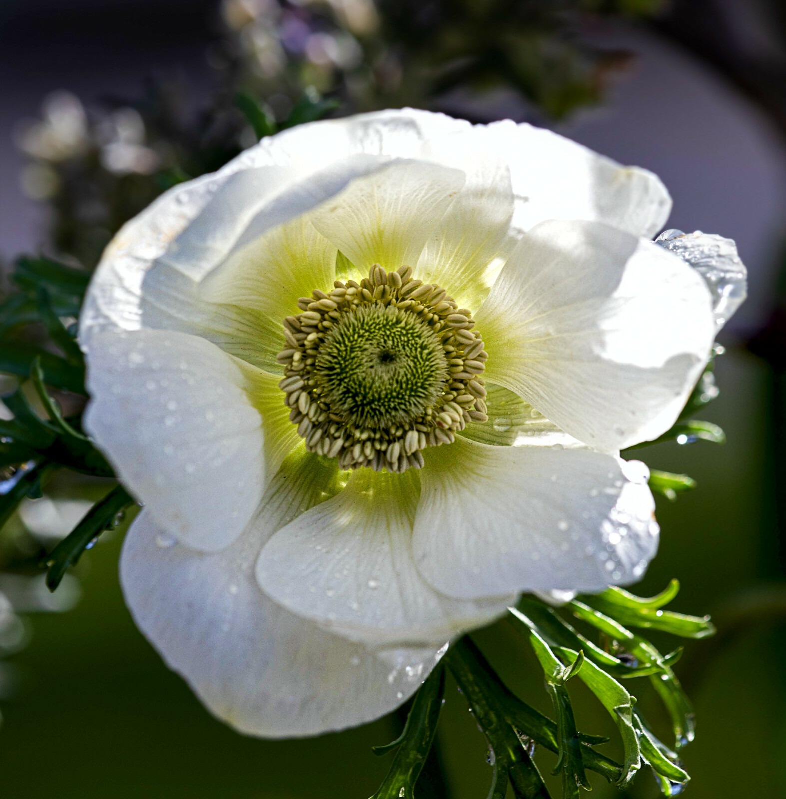 Anemone The Bride Bulbs White Coronaria Spring Summer Flowering Hardy Corms - Image 2