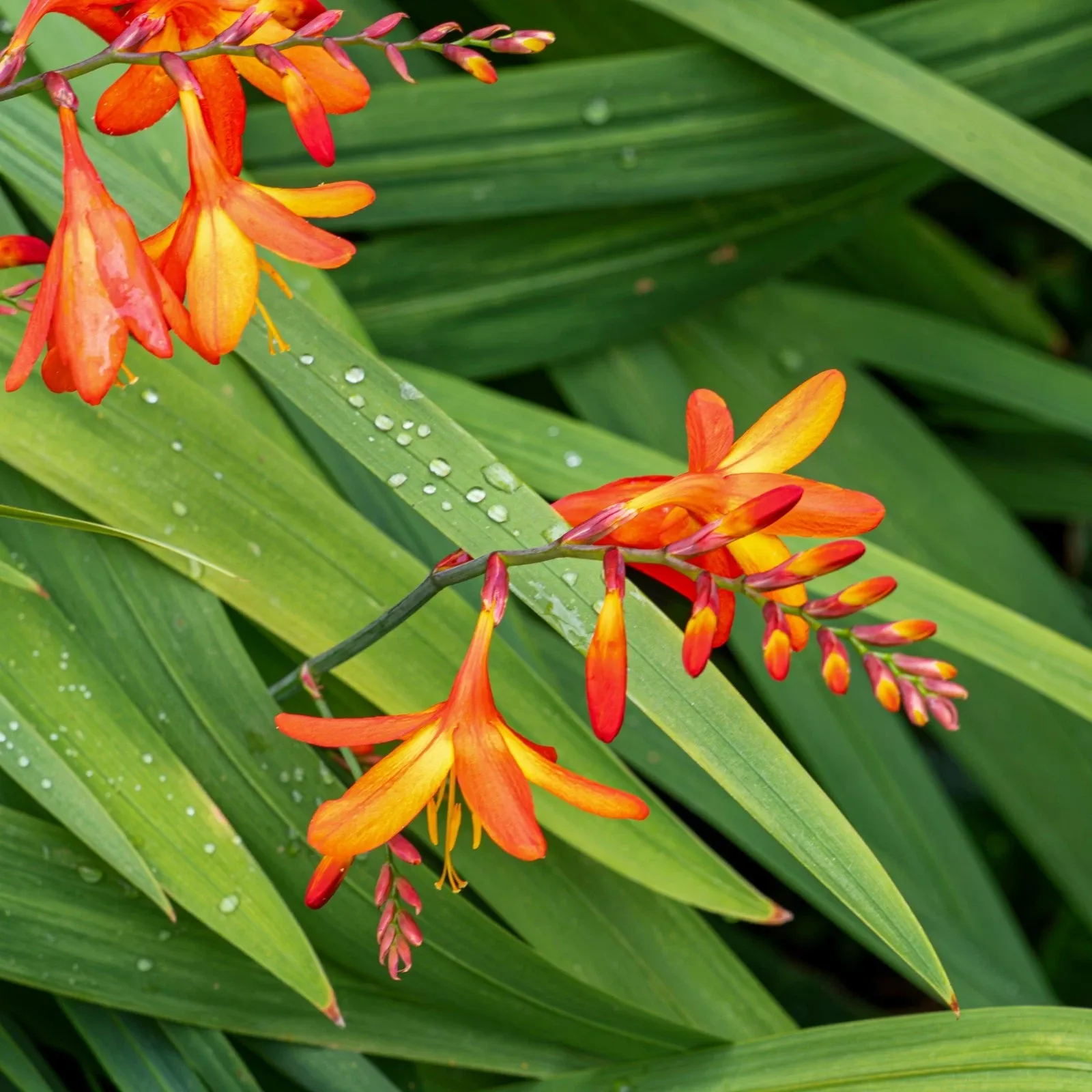 Crocosmia Masoniorum Orange Bulbs Summer Flower Giant Montbretia Garden Corms - Image 2
