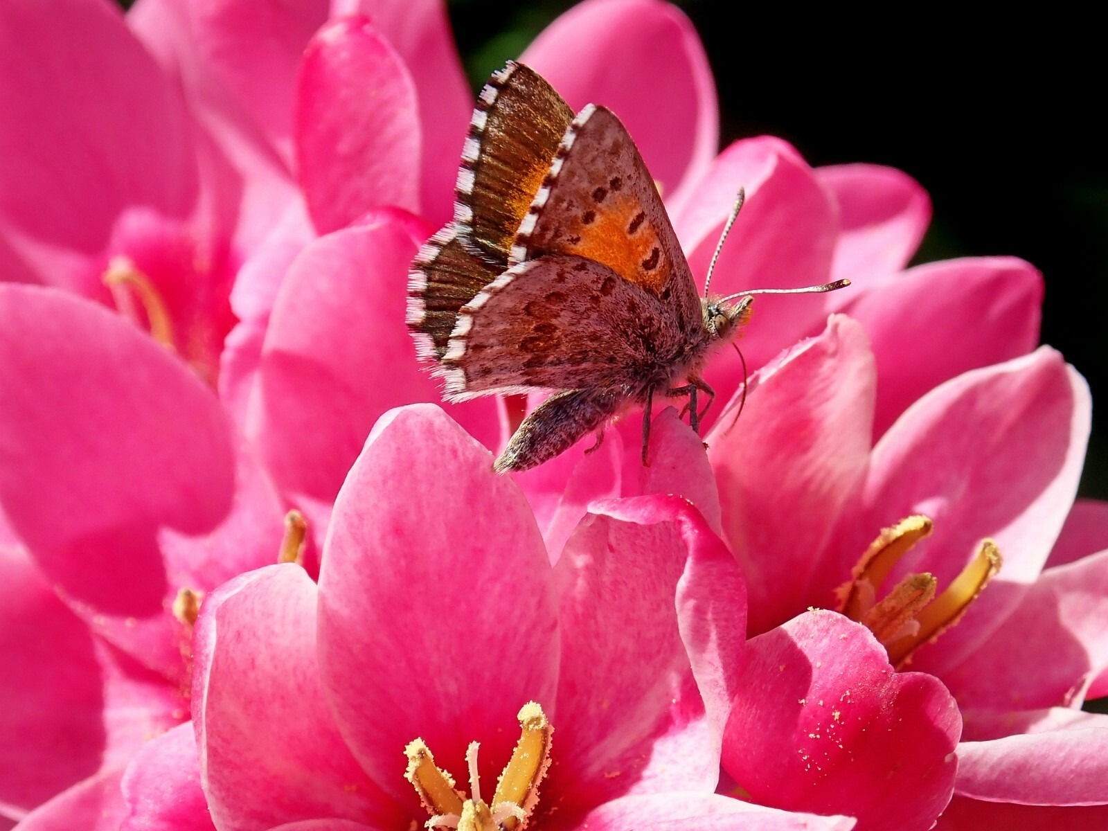 Ixia Mabel Bulbs Pink African Corn Lily Corms Summer Flowering for Planting - Image 2
