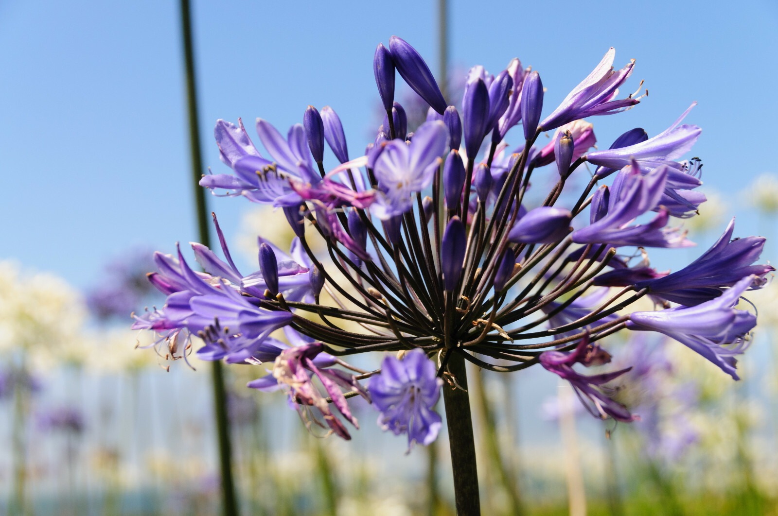 Triteleia Queen Fabiola Summer Flowering Bulbs Triplet Lily Blue Flower Corms - Image 8