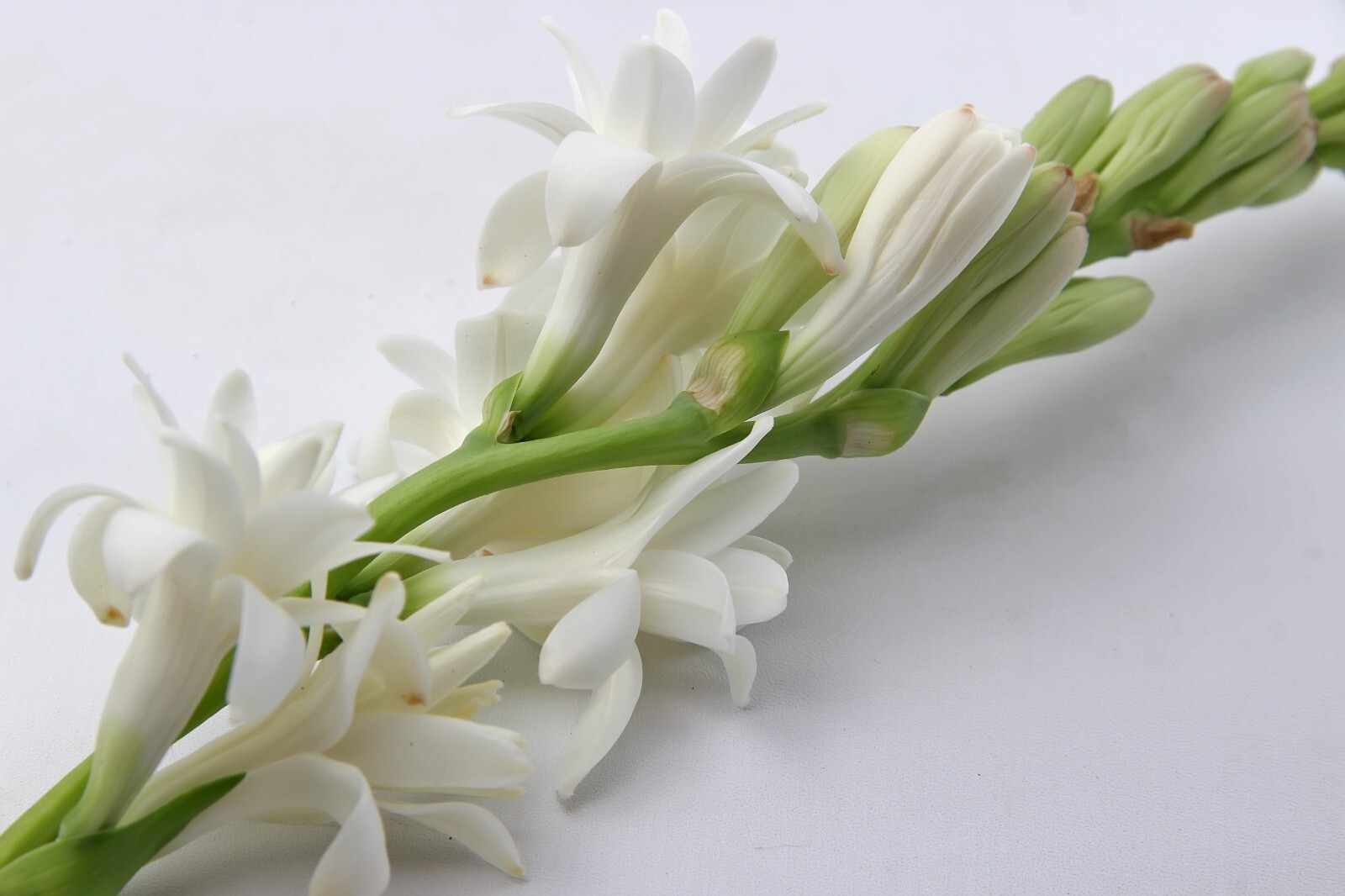 Polianthes Tuberosa The Pearl Summer Bulbs White Fragrant Blooms Double Tubers - Image 6