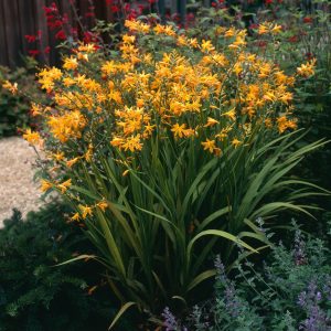 Crocosmia George Davison Yellow Summer Flowering Bulbs Garden Perennial Corms