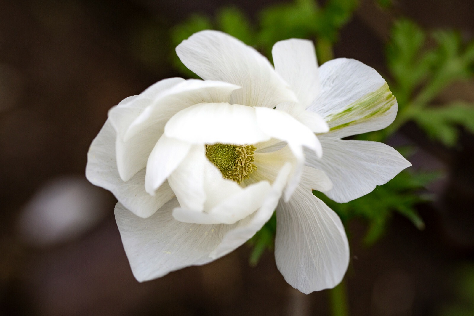 Anemone The Bride Bulbs White Coronaria Spring Summer Flowering Hardy Corms - Image 6