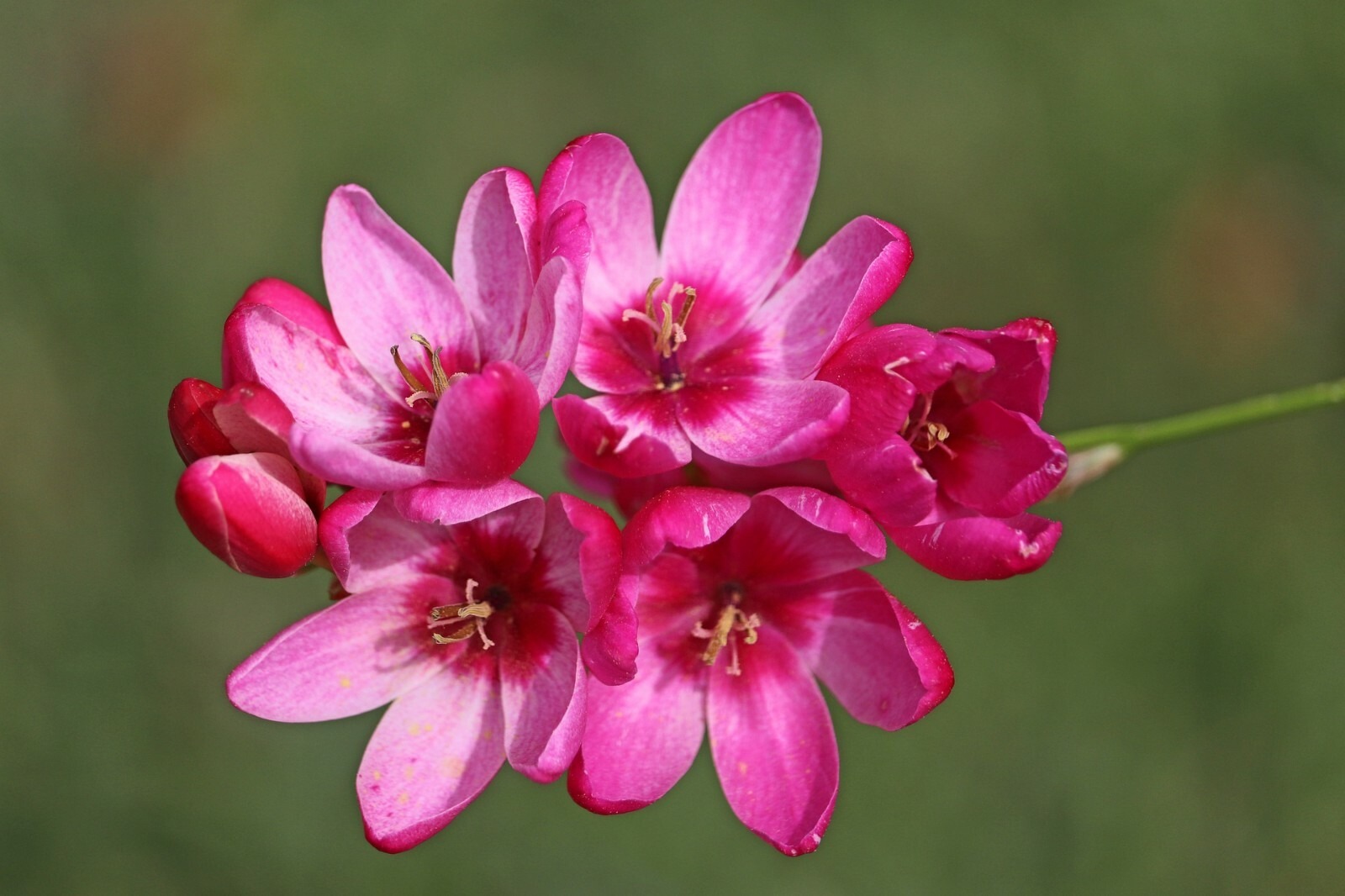 Ixia Mabel Bulbs Pink African Corn Lily Corms Summer Flowering for Planting - Image 5
