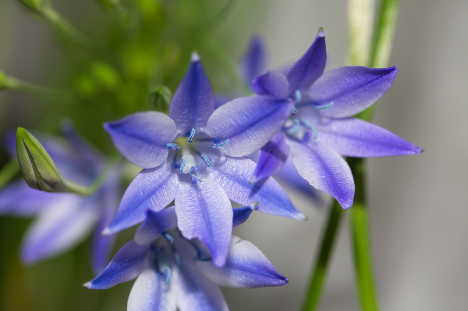 Triteleia Queen Fabiola Summer Flowering Bulbs Triplet Lily Blue Flower Corms - Image 4