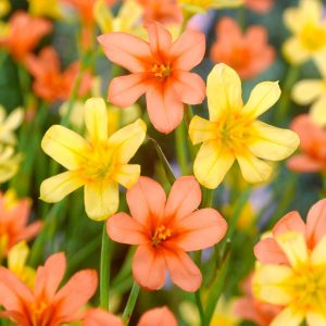 Homeria Mixed Corms Summer Flowering Cape Tulip Bulbs for Pots and Borders