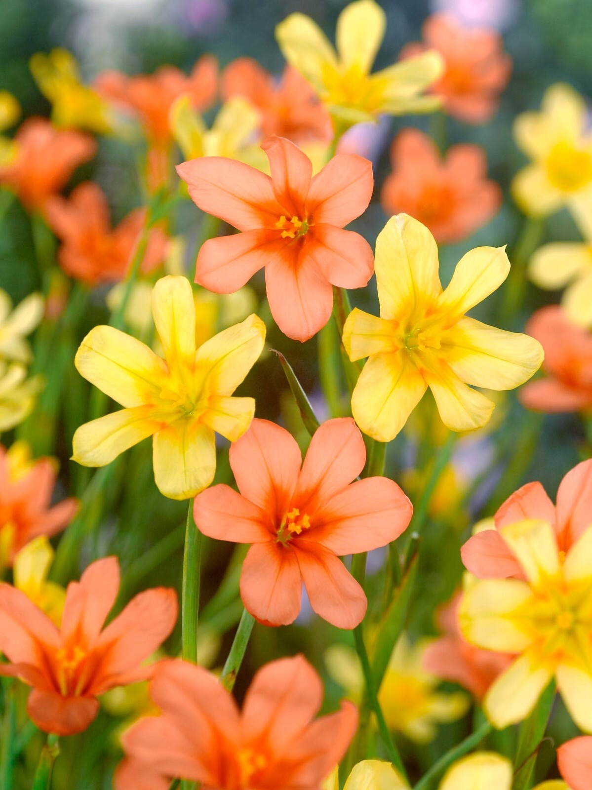Homeria Mixed Corms Summer Flowering Cape Tulip Bulbs for Pots and Borders