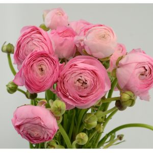 20 Ranunculus Asiaticus PINK Summer Flowering Bulbs Garden Perennial Buttercup