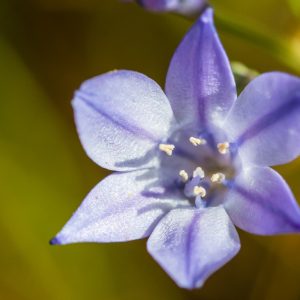 Triteleia Queen Fabiola Summer Flowering Bulbs Triplet Lily Blue Flower Corms