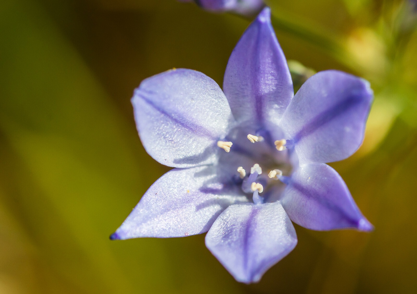 Triteleia Queen Fabiola Summer Flowering Bulbs Triplet Lily Blue Flower Corms