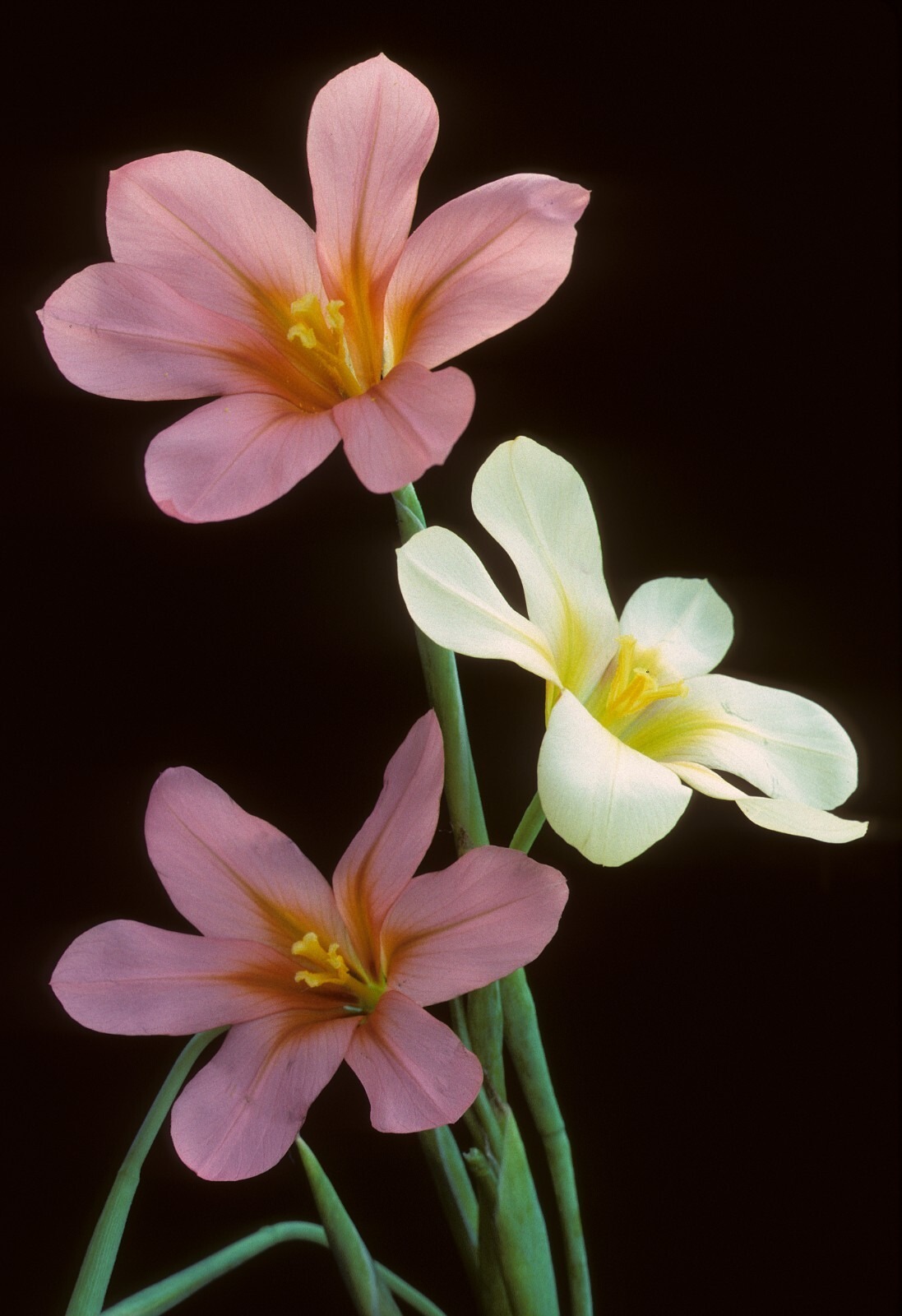 Homeria Mixed Corms Summer Flowering Cape Tulip Bulbs for Pots and Borders - Image 2