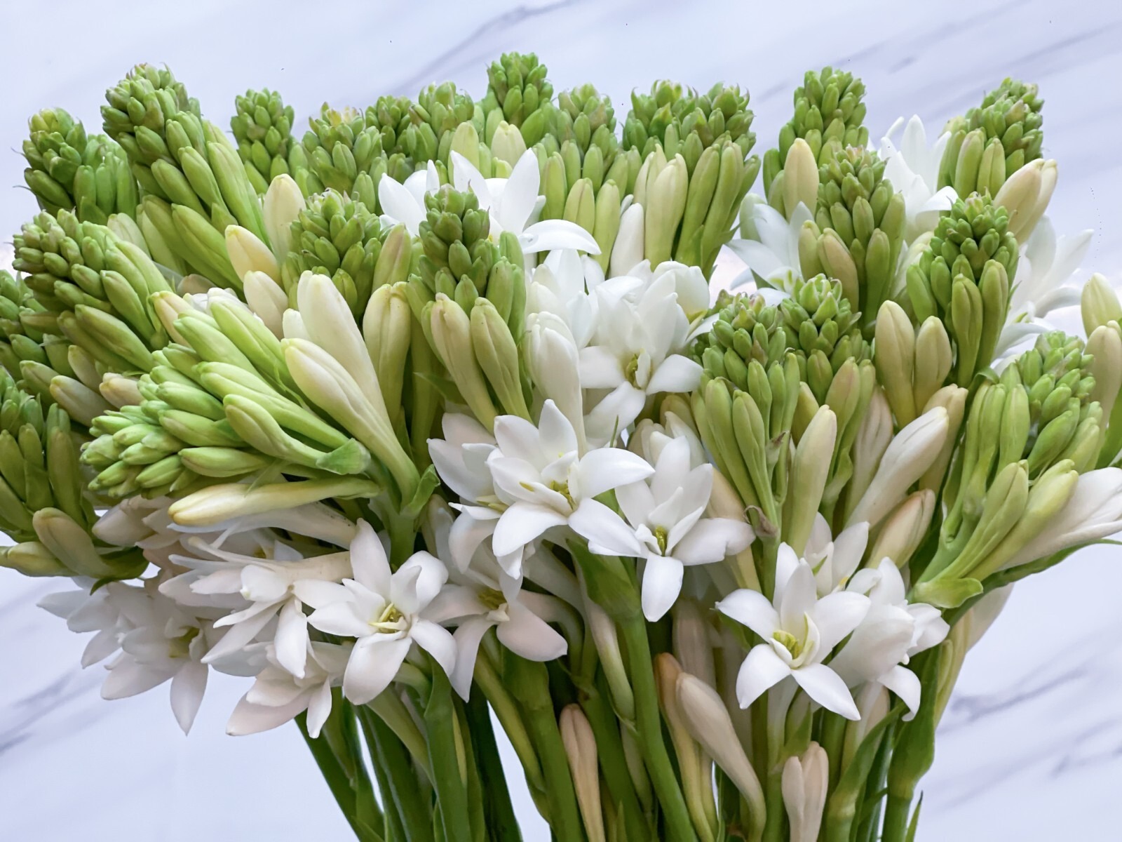 Polianthes Tuberosa The Pearl Summer Bulbs White Fragrant Blooms Double Tubers - Image 2