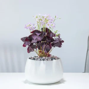 Oxalis Triangularis Summer Flowering Bulbs Purple Shamrock Garden Love Plant