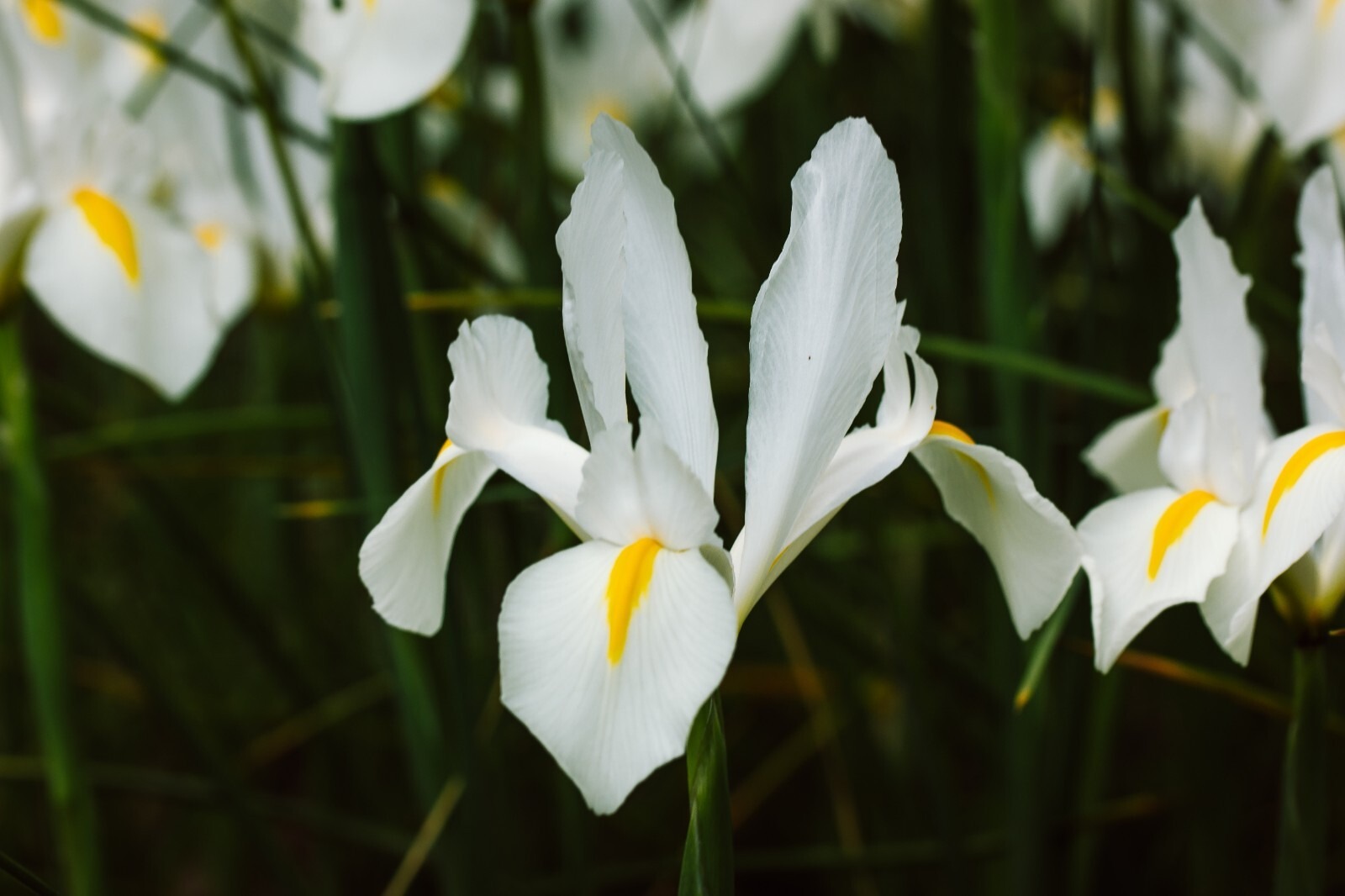 Dutch Iris White Bulbs Iris x hollandica Late Spring Summer Hardy Cut Flowers - Image 5
