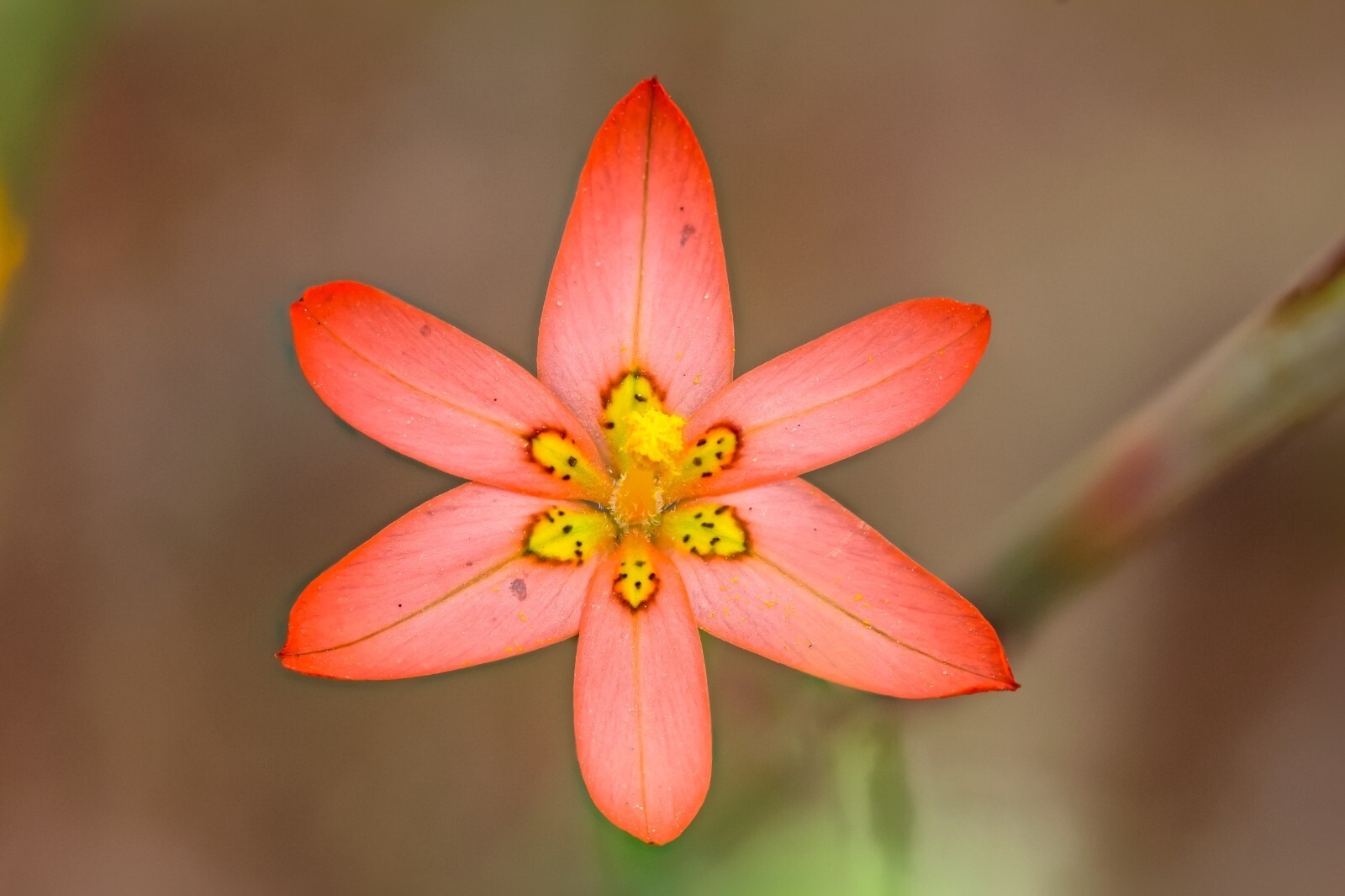 Homeria Mixed Corms Summer Flowering Cape Tulip Bulbs for Pots and Borders - Image 5