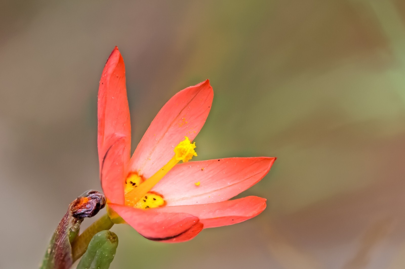 Homeria Mixed Corms Summer Flowering Cape Tulip Bulbs for Pots and Borders - Image 6