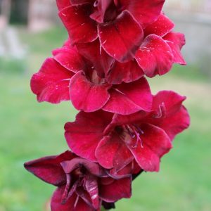 Gladiolus ‘At Night’ Summer Flowering Bulbs Tall Red Gladioli Garden Corms