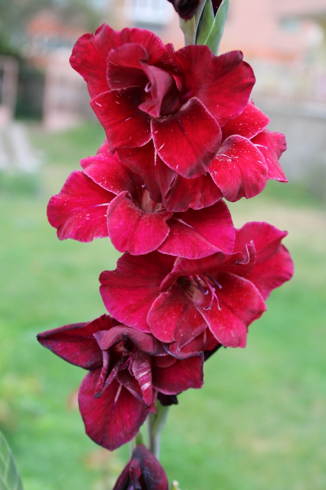 Gladiolus ‘At Night’ Summer Flowering Bulbs Tall Red Gladioli Garden Corms