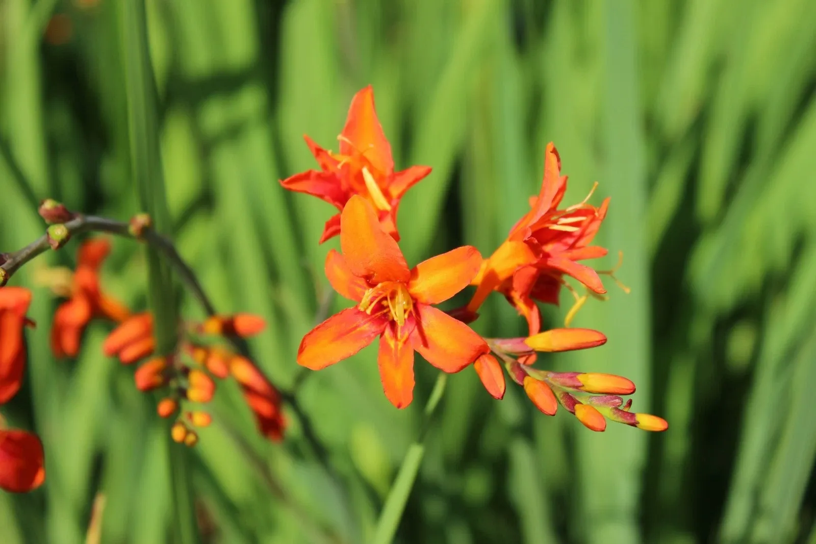 Crocosmia Masoniorum Orange Bulbs Summer Flower Giant Montbretia Garden Corms - Image 9