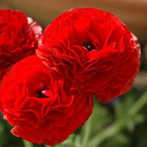20 Ranunculus Asiaticus Red Summer Flowering Bulbs Garden Perennial Buttercup