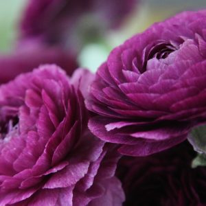 20x Ranunculus asiaticus Purple Corms Rare Summer Double Blooms Cut Flower Bulbs