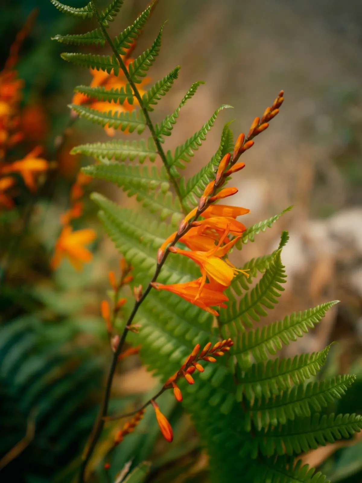 Crocosmia Masoniorum Orange Bulbs Summer Flower Giant Montbretia Garden Corms - Image 4
