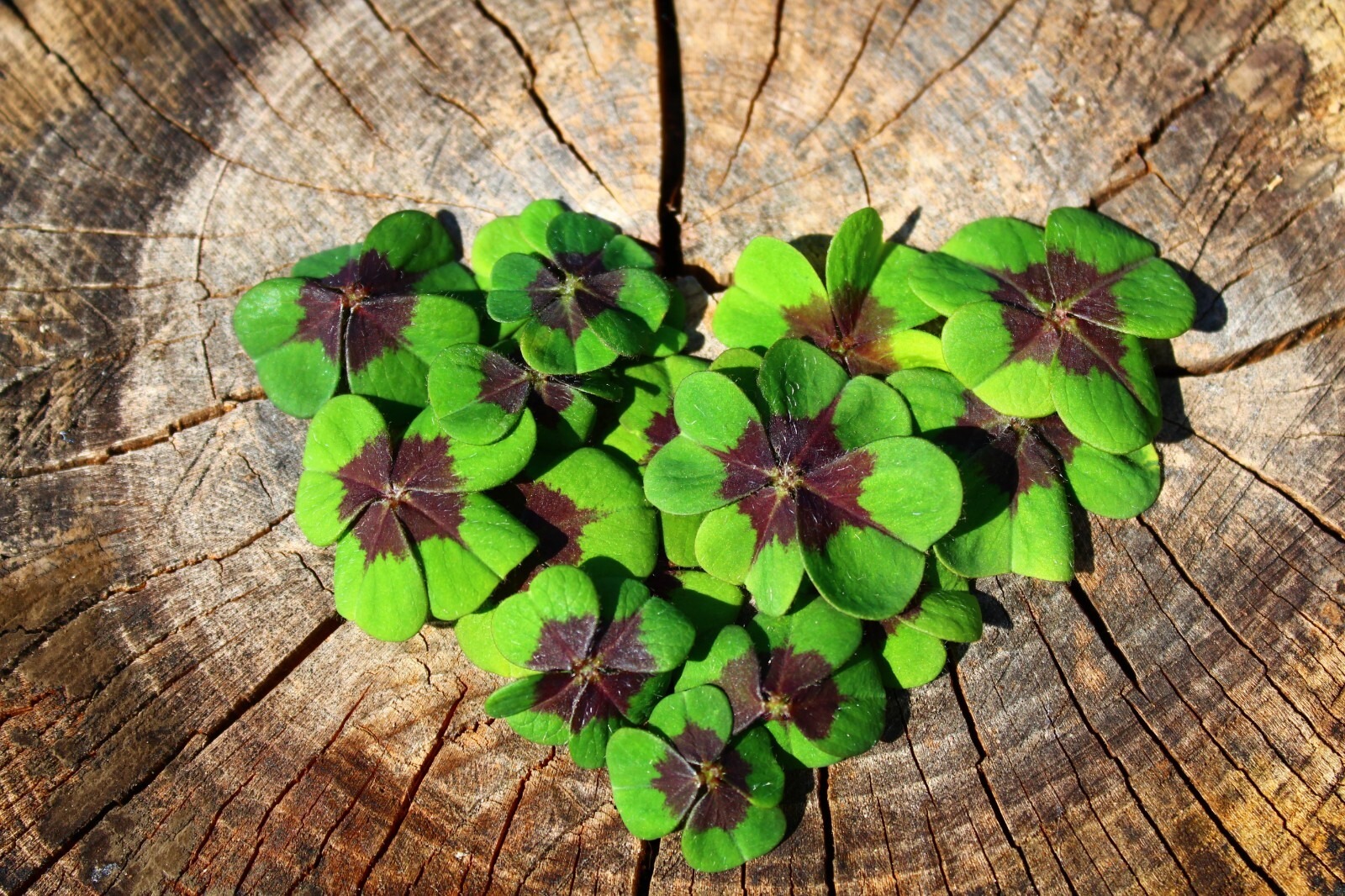 Oxalis Iron Cross Bulbs Good Luck Four Leaf Clover Summer Flowering Perennial - Image 4