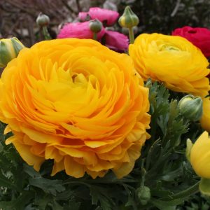 20 Ranunculus Asiaticus Aviv Yellow Bulbs Summer Double Cut Flowers Garden Corms