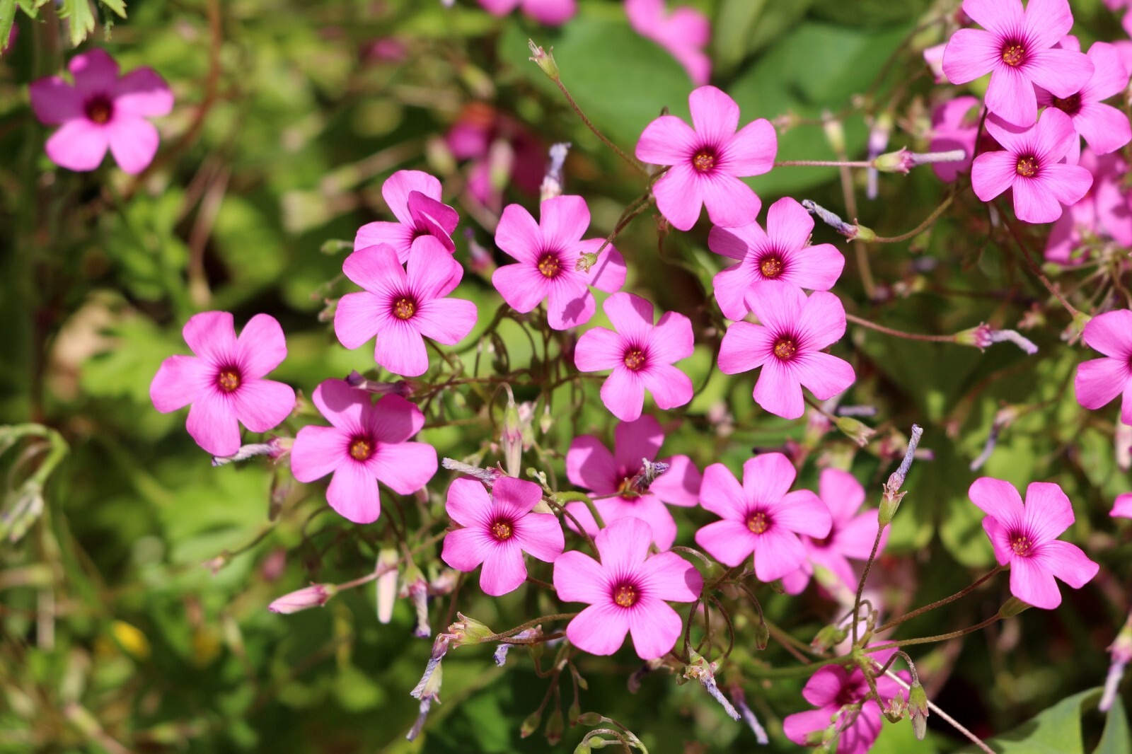 Oxalis Iron Cross Bulbs Good Luck Four Leaf Clover Summer Flowering Perennial - Image 3